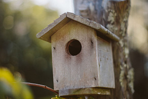 Bird House