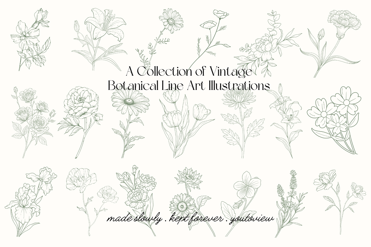 Botanical Line Art Illustrations, a Decorative Illustration by youtoview (Photo 7 of 15)