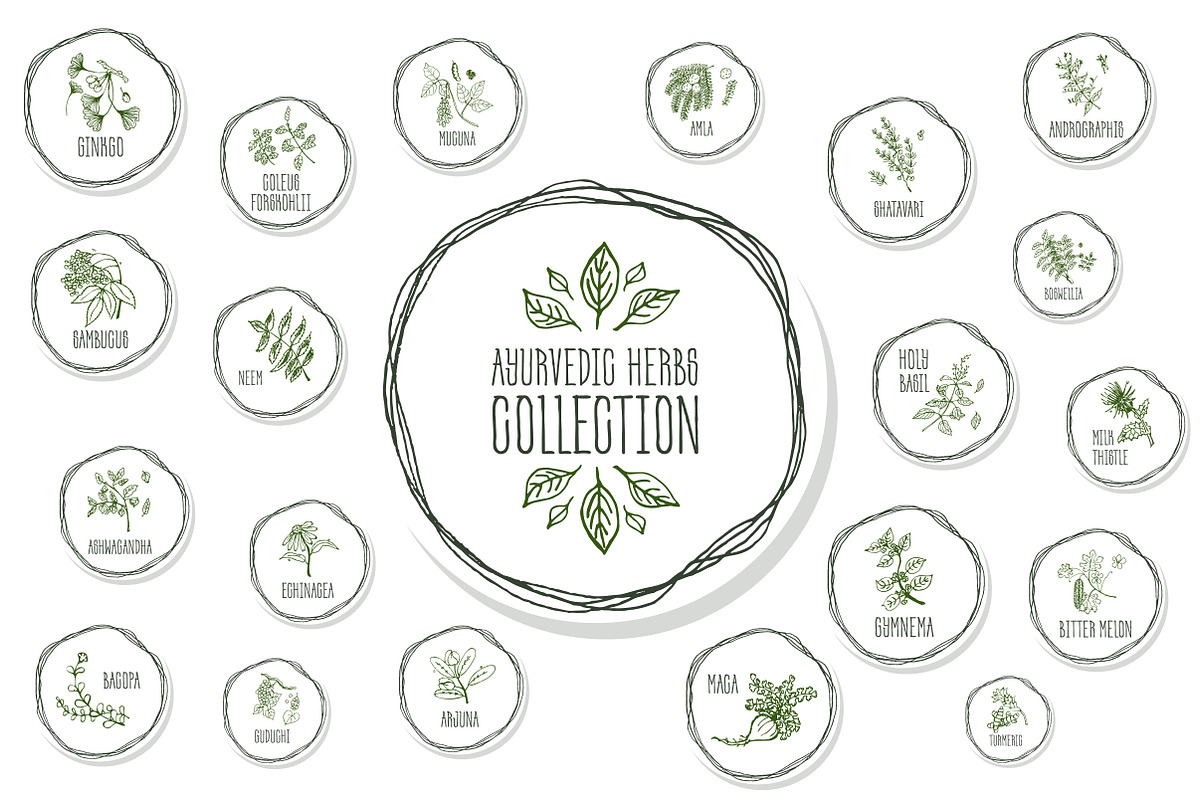 Ayurvedic Herb Collection, an Object Graphic by AV Design (Photo 1 of 5)