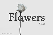 Algae Modern Serif Font, a Serif Font by Voleshads (Thumbnail 4 of 9)