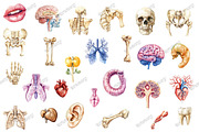 Antique Anatomy Overlays Set 2, an Illustration by designcity5 (Thumbnail 3 of 3)