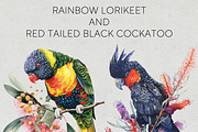 Australian Native Birds Clipart PNG, an Animal Illustration by Pawcasso's Portraits (Thumbnail 6 of 7)