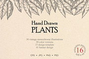 Hand drawn vector plants, a Food Illustration by SHom (Thumbnail 1 of 17)