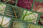 75 Leaf Veins Stock Photos, a Nature Photo by Incomelion (Thumbnail 8 of 14)