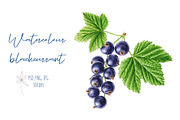 Watercolor Blackcurrant, an Illustration by Botanical Art Shop (Thumbnail 1 of 2)