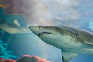 Underwater life containing shark, fish, and animal