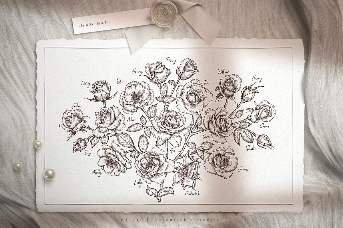 rose | botanical illustrations, an Illustration by Sophia J Caldwell (Photo 15 of 23)