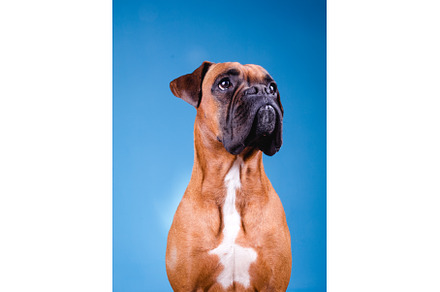 Boxer dog in the photo studio on, an Animal Photo by Daniel Megias