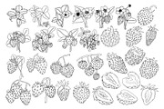 Strawberry, a Food Illustration by Elena Mykhailenko (Thumbnail 2 of 4)