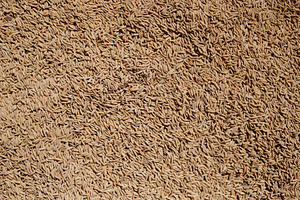 Close-up of rice texture (grain)