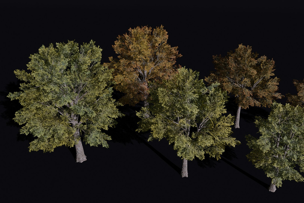 The Siberian Elm Tree, a Plants & Tree 3D Model by FuturePastCreatives (Photo 1 of 8)