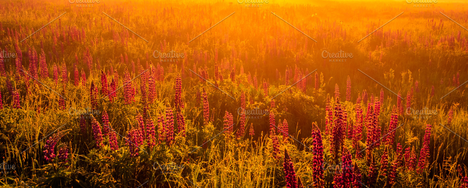 Spring lupinus field glows in hazy golden sunlight. Beauty in nature. Floral me, a Nature Photo by Eugene_Photo