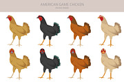 American Game Chicken breed clipart, an Animal Illustration by pet design shop (Thumbnail 3 of 5)