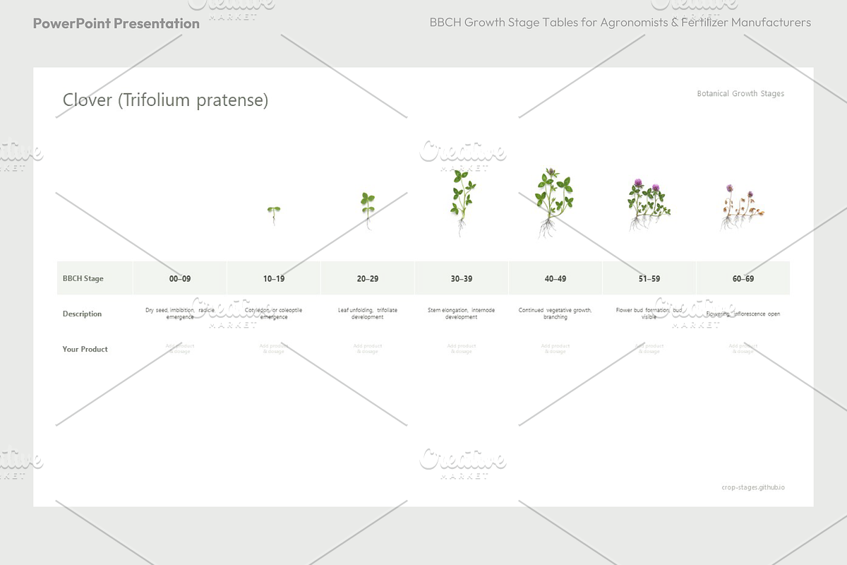 BBCH Growth Stages, Legume Crops, a Presentation Template by Ilia Design (Photo 5 of 9)