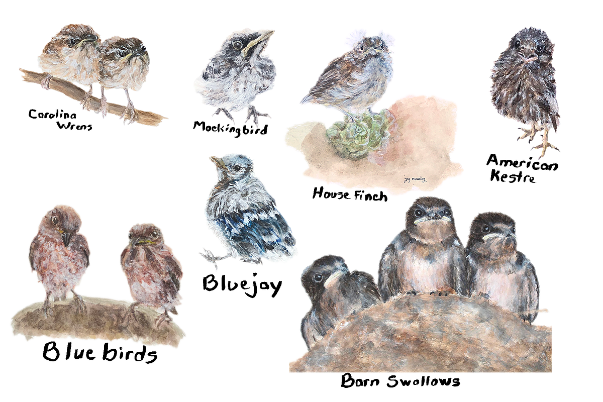Fledgling Baby Birds Illustrations, an Animal Illustration by Joy ...