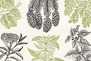 Leaves & Twigs Vintage Illustrations, an Illustration by Graphic Goods (Thumbnail 8 of 10)