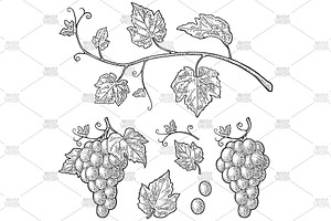 Bunch grapes vector engraving