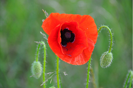 Blooming red Poppy flower on green, a Nature Photo by COLORFUL