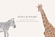 Zebra & Giraffe Illustrations - PNGs, an Animal Illustration by LaurenFittonIllustration (Thumbnail 1 of 9)