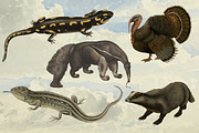 Rare! Meinhold Zoology Cliparts, an Object Graphic by Lilithcollageart (Thumbnail 8 of 11)