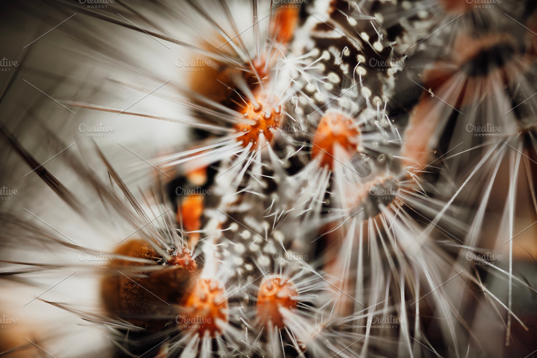 Caterpillar of a Black Spot Moth, an Animal Photo by Rob D