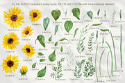 Sunflowers Watercolor Collection, an Illustration by Anna Druzhkova (Thumbnail 3 of 14)