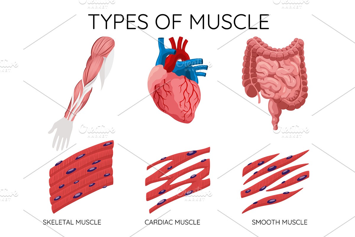 Types of muscle cells include, an Illustration by Things for designers