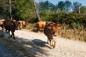 Cows Walking on Rural Road, Camino Primitivo, Spain, an Animal Photo by Bepslabor