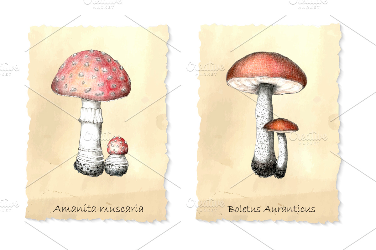 Pencil vintage mushrooms., a Food Illustration by Vikeriya (Photo 4 of 5)
