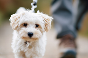 Cute small white fluffy puppy walk, an Animal Photo by MistyDay