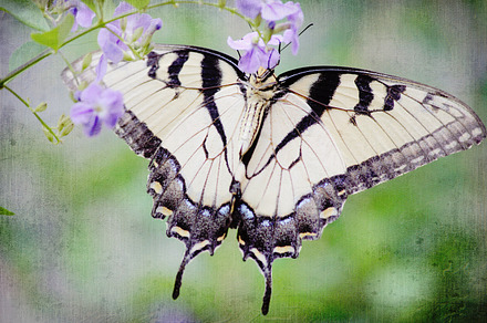 Butterfly containing butterfly, butterfly photo, and photography