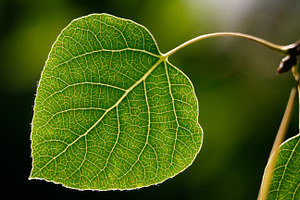 Aspen Leaf - Green - close up Macro
