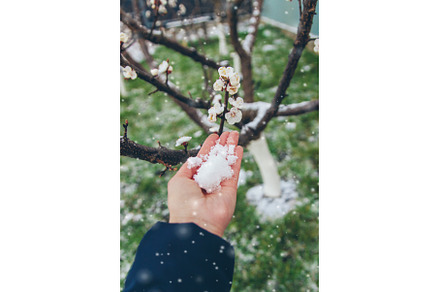 Trees bloom snow spring. Selective, a Nature Photo by yanadjana