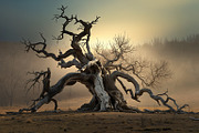 48 Dying Tree Images, a Nature Photo by h.utomo (Thumbnail 45 of 48)