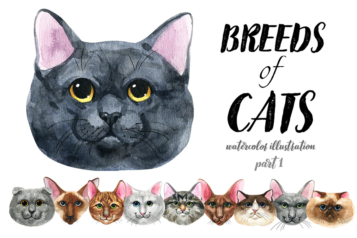 Breeds of cats - watercolor. Part 1, an Animal Illustration by KatBranchArt (Photo 1 of 5)