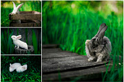 Spring Rabbits Stock Photo Bundle, a Social Media Template by Elijah (Thumbnail 3 of 5)