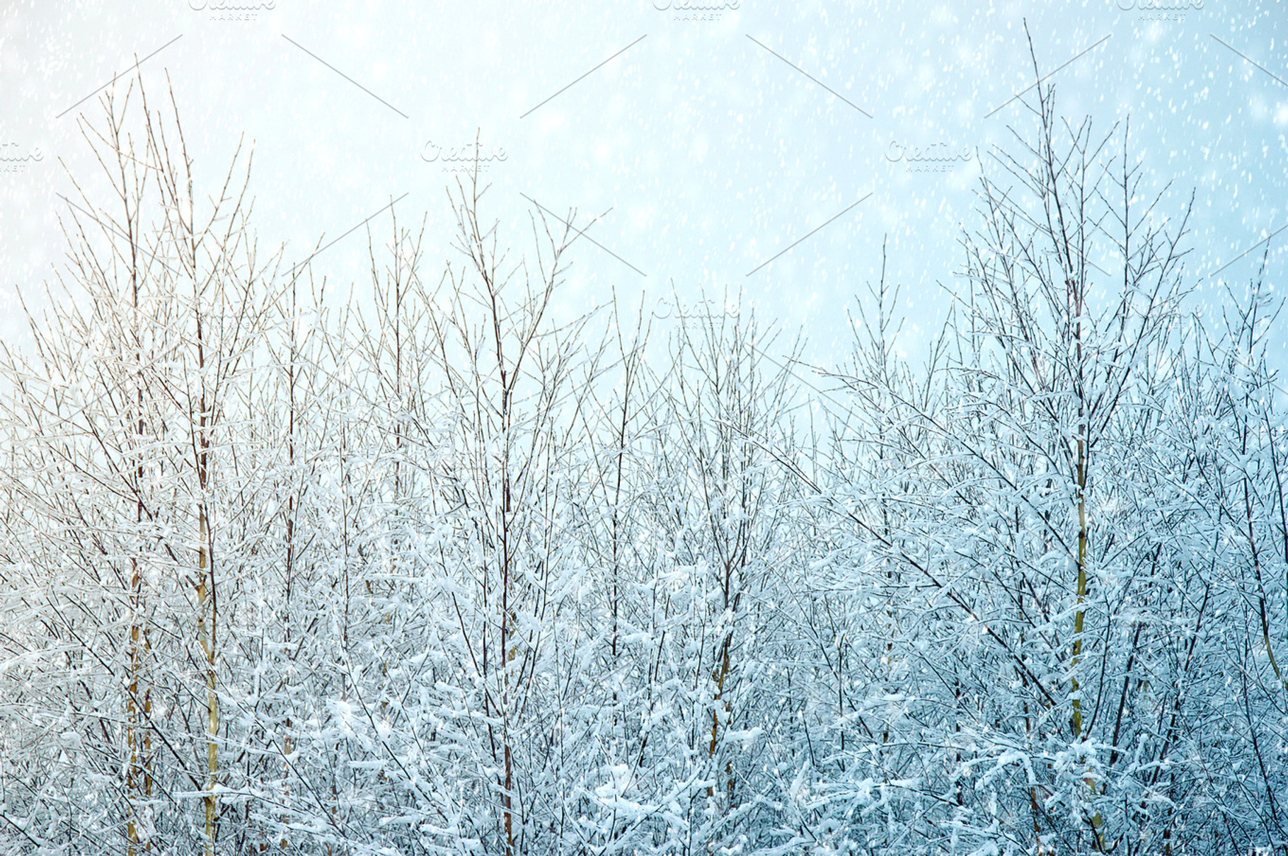 Winter trees snow and sky., a Nature Photo by Milosz Aniol