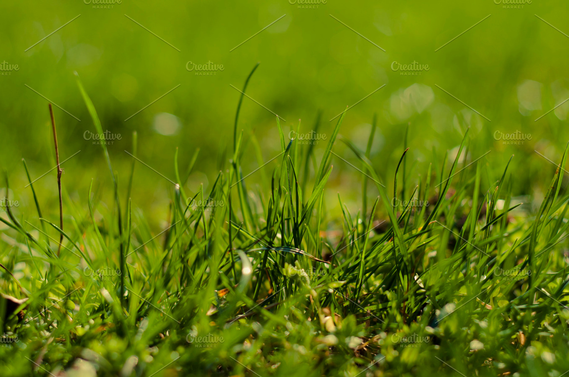 Grassy Image For Your Website