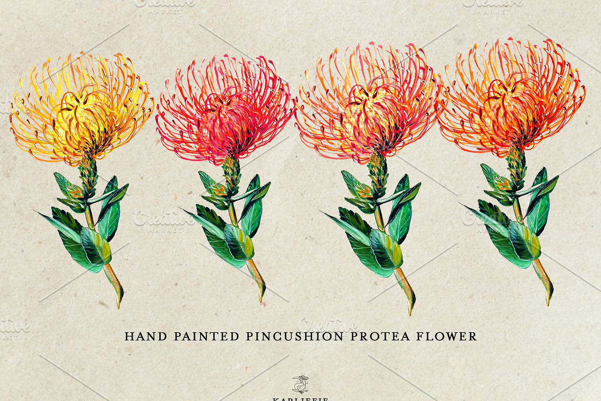 Watercolor Pincushion Flower, a Decorative Illustration by Karliefie (Photo 2 of 4)