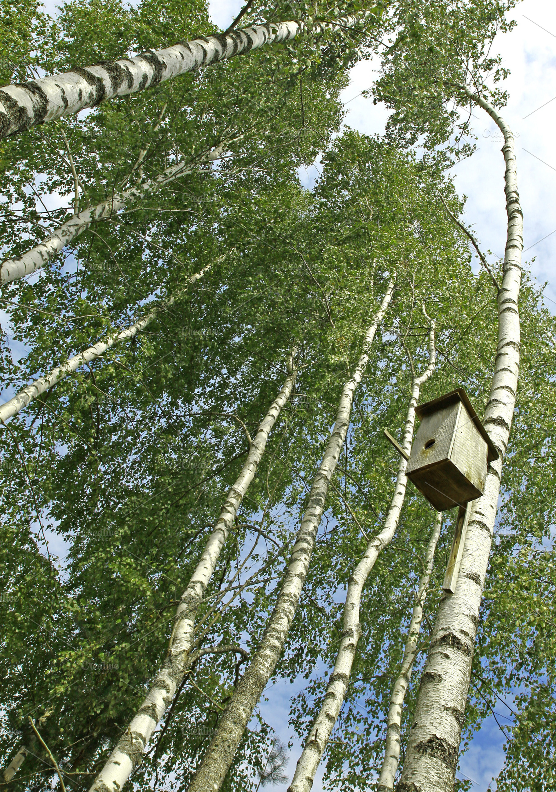 Nesting box, a Nature Photo by BOOCYS