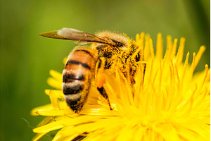 Detail closeup of honeybee, Apis, an Animal Photo by MadPhotos