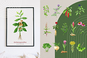 Adaptogenic Medicinal Plant Clipart, a Healthcare Illustration by AnitaPol (Thumbnail 18 of 24)