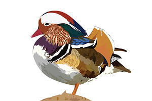 Mandarin Duck Vector Illustration