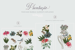 Plantao Botanical Elements I PNG