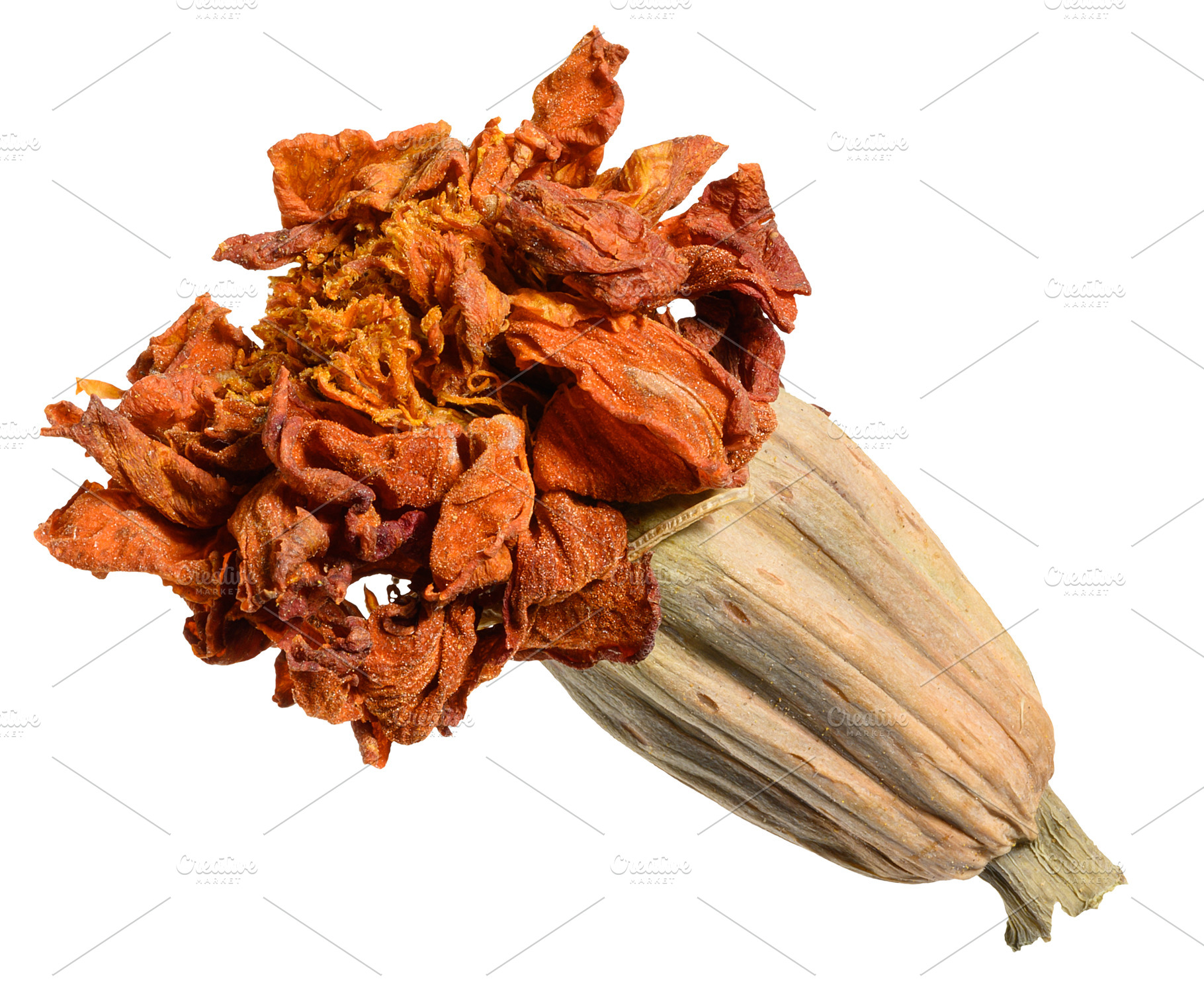Dried marigold flower with bud and withered petals, a Nature Photo by ndanko