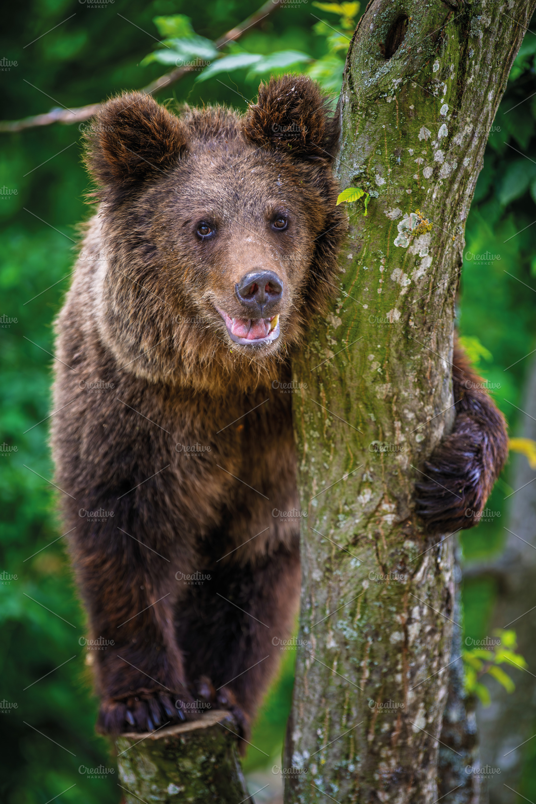 Close Bear cub clings to the side of the tree. Wildlife scene fr, an Animal Photo by Byrdyak