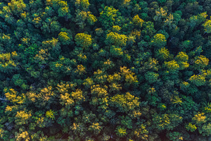 Aerial view of the forest green stock photo containing forest and above, a Nature Photo by Konstantin K.