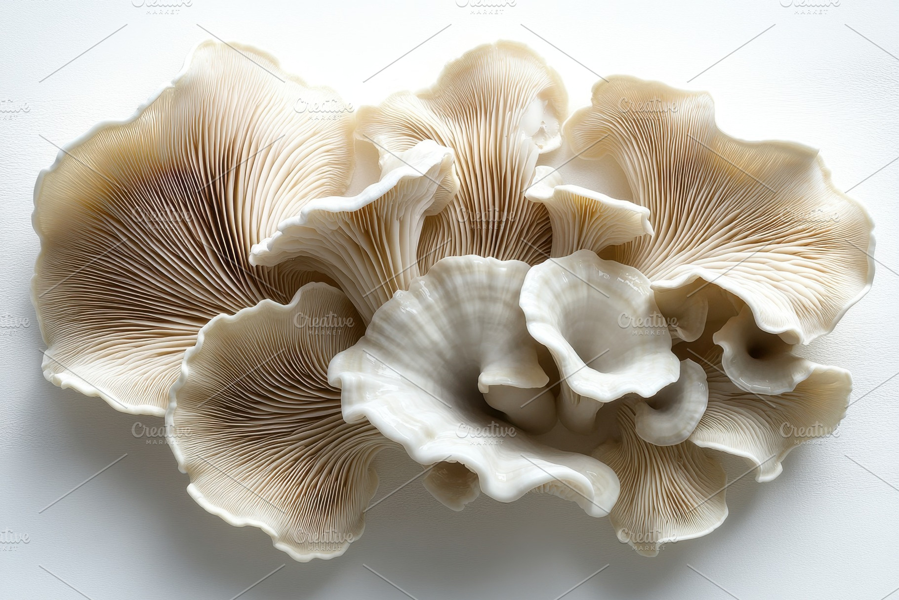 Beautifully arranged delicate mushro, a Photo by Tanuart