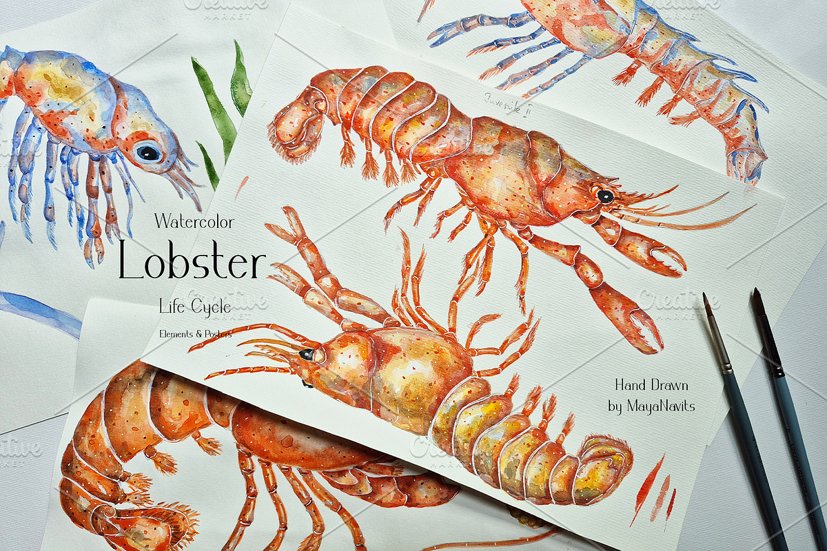 Watercolor Lobster Life Cycle, an Education Illustration by MayaNavits (Photo 6 of 7)