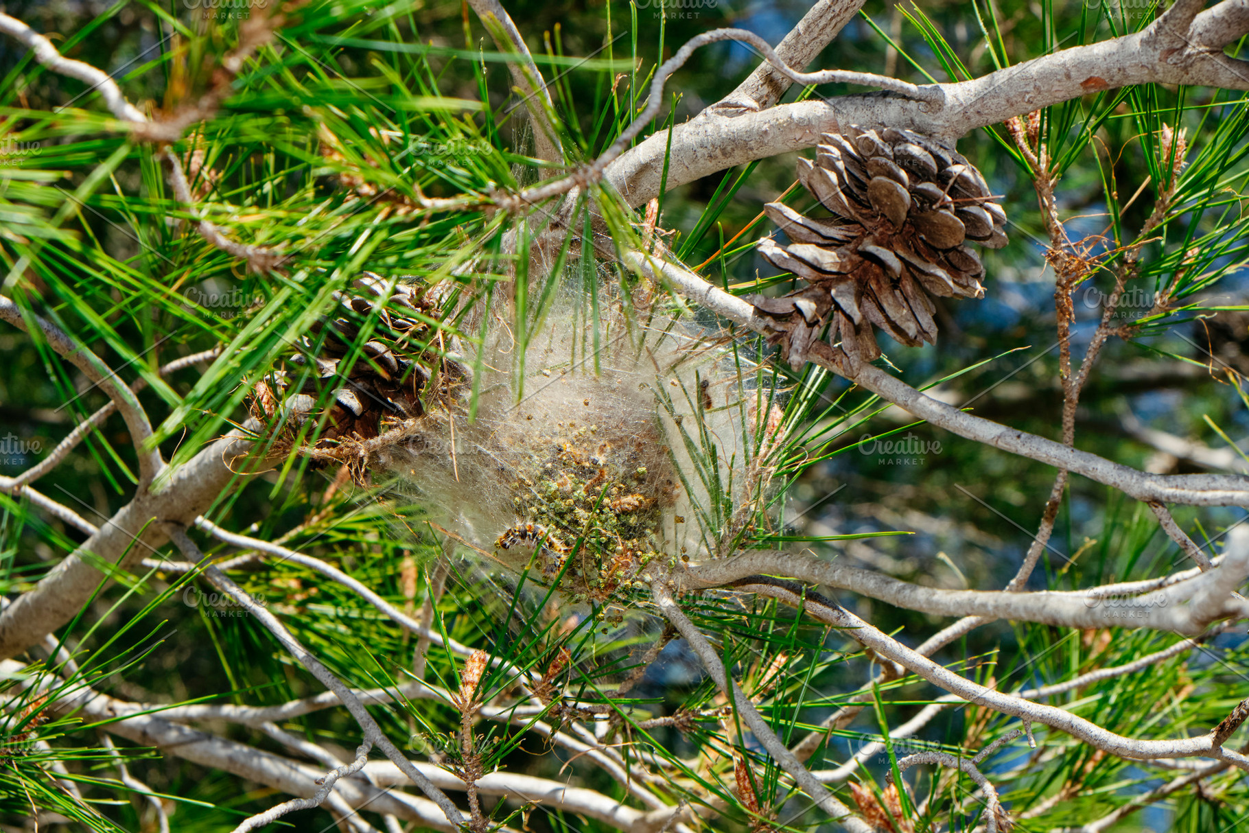 webbed nest of processionary caterpillars in a pine, a Photo by Nito